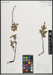 Foto von Salix myrsinites L.
